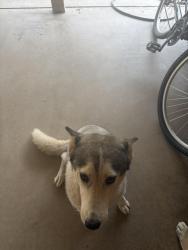 Reunited Female Dog last seen Shea boulevard, Phoenix, AZ 85028