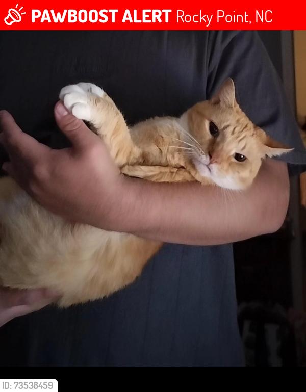 Lost Female Cat last seen Woodhaven Drive, Rocky Point, NC 28457