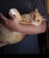 Lost Female Cat last seen Woodhaven Drive, Rocky Point, NC 28457
