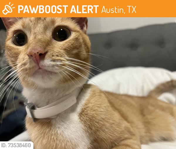 Found/Stray Unknown Cat last seen apmts, Austin, TX 78728