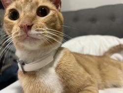 Found/Stray Unknown Cat last seen apmts, Austin, TX 78728