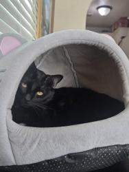 Lost Male Cat last seen Peters and Johnson, Norman, OK 73071