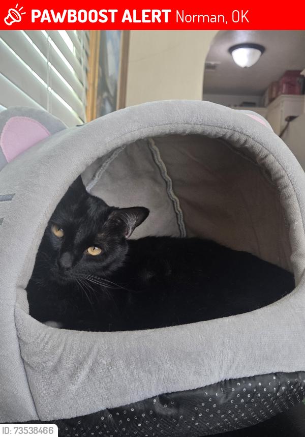 Lost Male Cat last seen Peters and Johnson, Norman, OK 73071