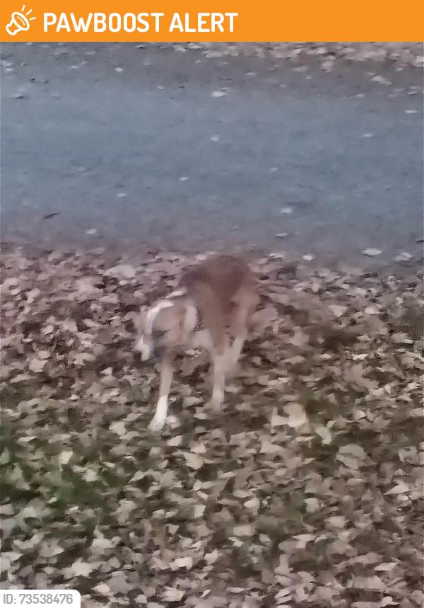Found/Stray Male Dog last seen Kiddsmill road Greenville pa, Pymatuning Township, PA 16125
