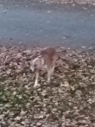Found/Stray Male Dog last seen Kiddsmill road Greenville pa, Pymatuning Township, PA 16125
