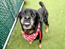 Shelter Stray Male Dog last seen Near Tiffany St, Bronx, NY 10459, BRONX, NY, 10459, 326 E 110th St, New York, NY 10029, USA