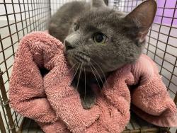 Shelter Stray Female Cat last seen Near S Cottonwood Street, Midvale, UT, 84047, 511 W 3900 S, Salt Lake City, UT 84123, USA