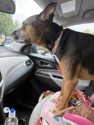 Reunited Male Dog last seen May and 70th, Oklahoma City, OK 73116