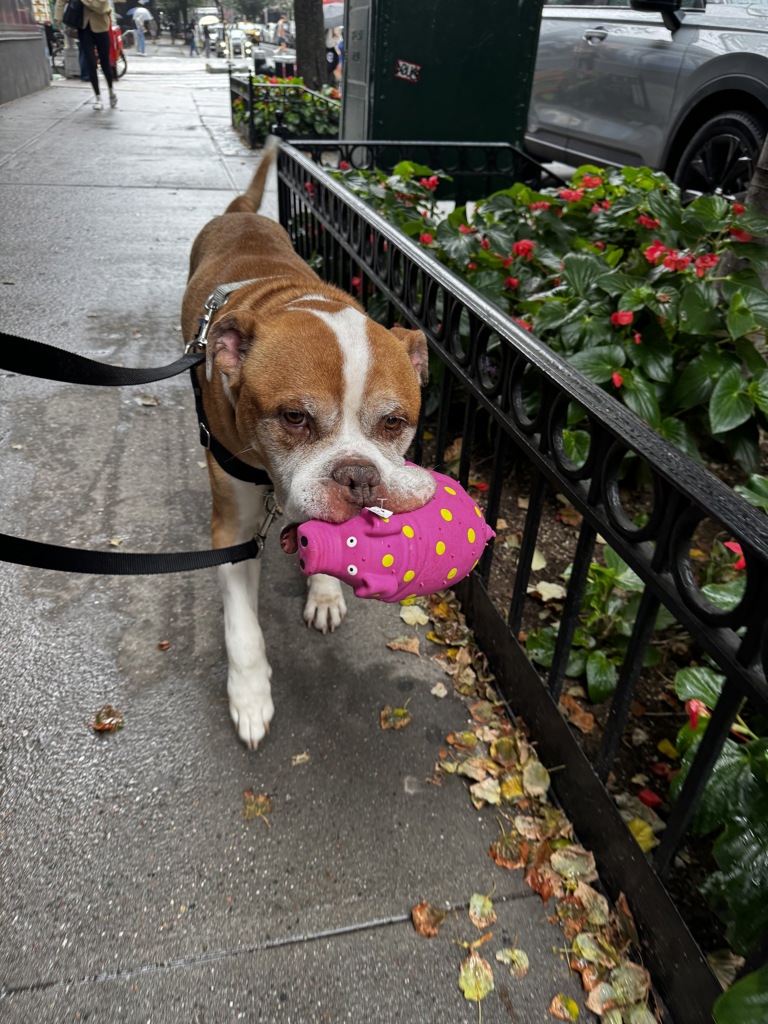 Shelter Stray Male Dog last seen Park Ave & E 115th St, NEW YORK, NY, 10029, 326 E 110th St, New York, NY 10029, USA