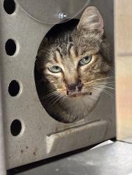 Shelter Stray Male Cat last seen 188th/ Burnside, PORTLAND, OR, 97233, 1700 W Historic Columbia River Hwy, Troutdale, OR 97060, USA