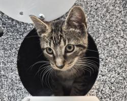 Shelter Stray Male Cat last seen Pugsley Ave, Watson ave, BRONX, NY, 10472, 326 E 110th St, New York, NY 10029, USA