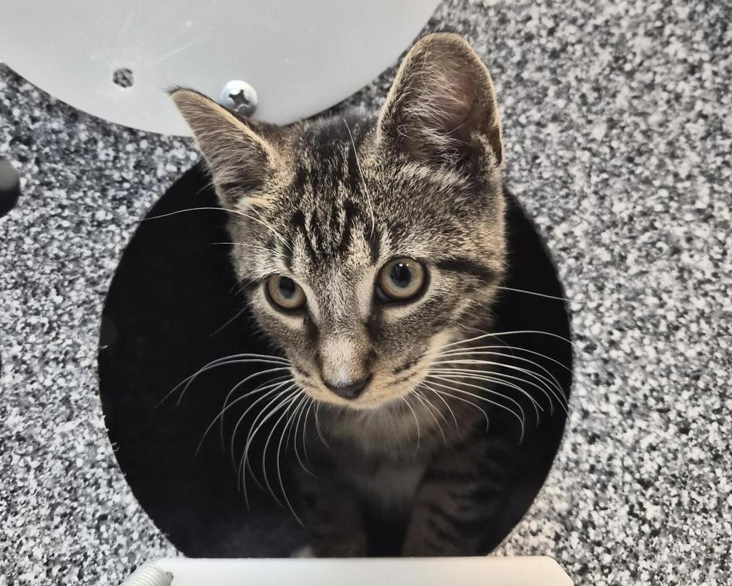 Shelter Stray Male Cat last seen Pugsley Ave, Watson ave, BRONX, NY, 10472, 326 E 110th St, New York, NY 10029, USA