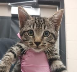 Shelter Stray Male Cat last seen estela dr., El Cajon, CA, 92020, El Cajon, CA 92020, USA