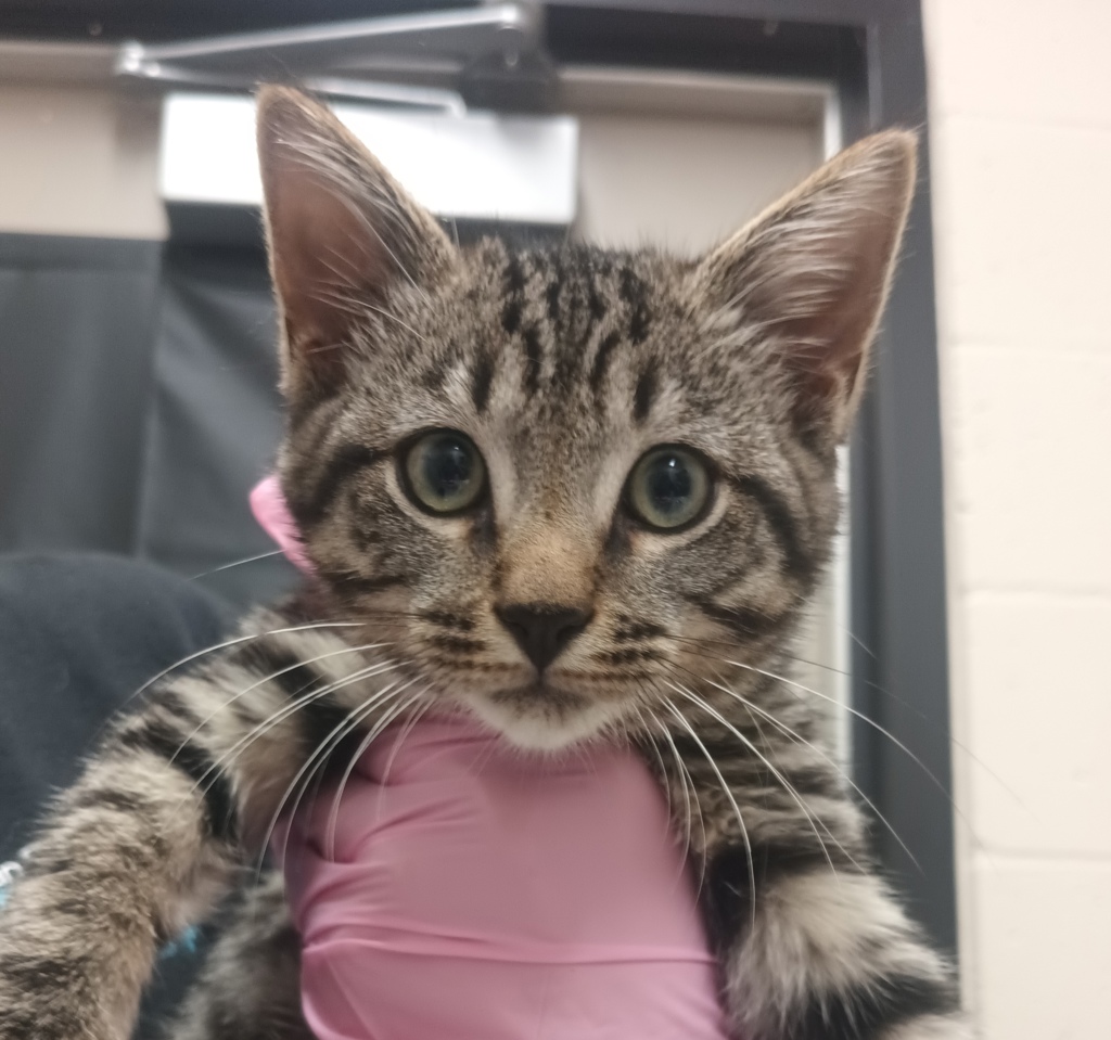 Shelter Stray Male Cat last seen estela dr., El Cajon, CA, 92020, El Cajon, CA 92020, USA