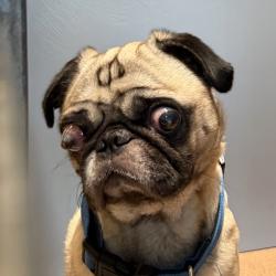 Shelter Stray Male Dog last seen Byrd Street, San Diego, CA, 92154, 5500 Gaines St, San Diego, CA 92110, USA