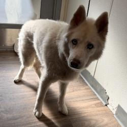 Shelter Stray Female Dog last seen Timberlake Drive, San Diego, CA, 92131, 5500 Gaines St, San Diego, CA 92110, USA