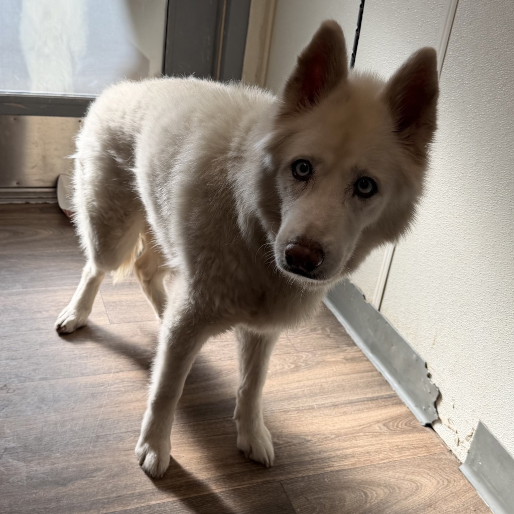 Shelter Stray Female Dog last seen Timberlake Drive, San Diego, CA, 92131, 5500 Gaines St, San Diego, CA 92110, USA