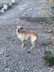 Found/Stray Male Dog last seen Lytle Ln & Lytle Creek Road, Lytle Creek, CA 92358