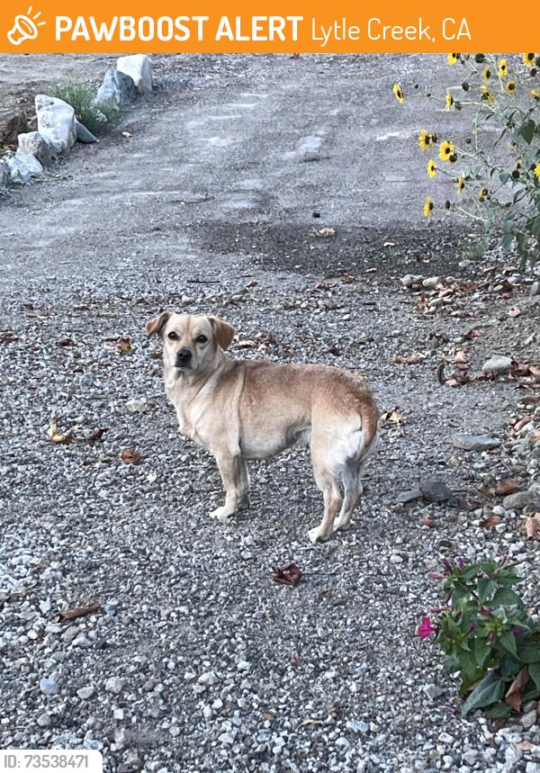 Found/Stray Male Dog last seen Lytle Ln & Lytle Creek Road, Lytle Creek, CA 92358