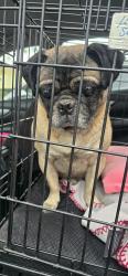 Reunited Male Dog last seen Millbrook and nees, Fresno, CA 93720