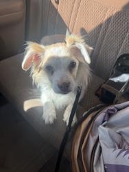 Reunited Female Dog last seen Near Dixon Springs Ave, North Las Vegas, NV 89031, USA, North Las Vegas, NV 89031