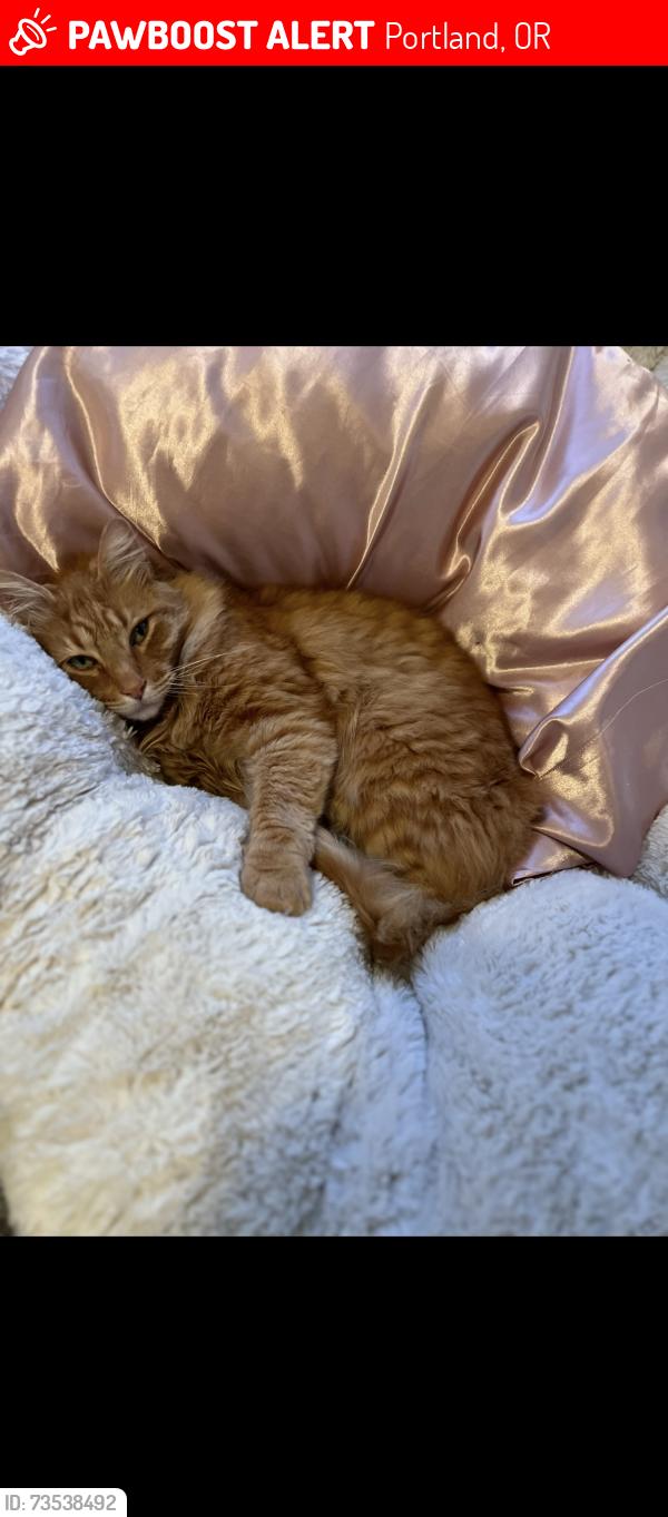 Lost Male Cat last seen 136th and Ramona, Portland, OR 97236