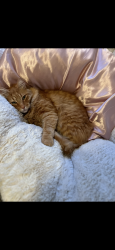 Lost Male Cat last seen 136th and Ramona, Portland, OR 97236