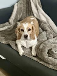 Reunited Female Dog last seen Laurel heights, Houston, TX 77084