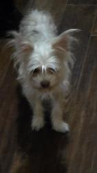 Reunited Male Dog last seen Josey anf Frankford, Carrollton, TX 75007