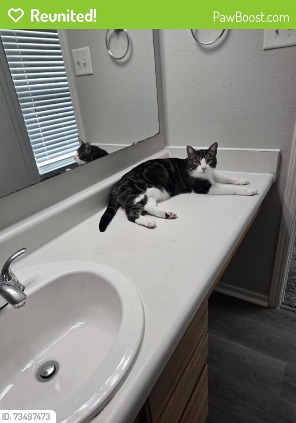 Reunited Male Cat last seen Fierfly Ct \ inspiration st\ action rd, Indianapolis, IN 46259