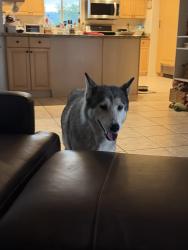 Found/Stray Female Dog last seen 25th St and Shea, Phoenix, AZ 85028