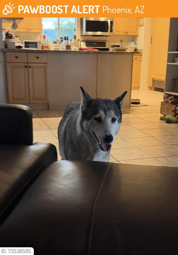 Found/Stray Female Dog last seen 25th St and Shea, Phoenix, AZ 85028