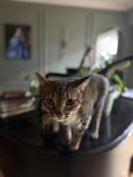 Lost Female Cat last seen My backyard that bumps up to jones park, Sykesville, MD 21784