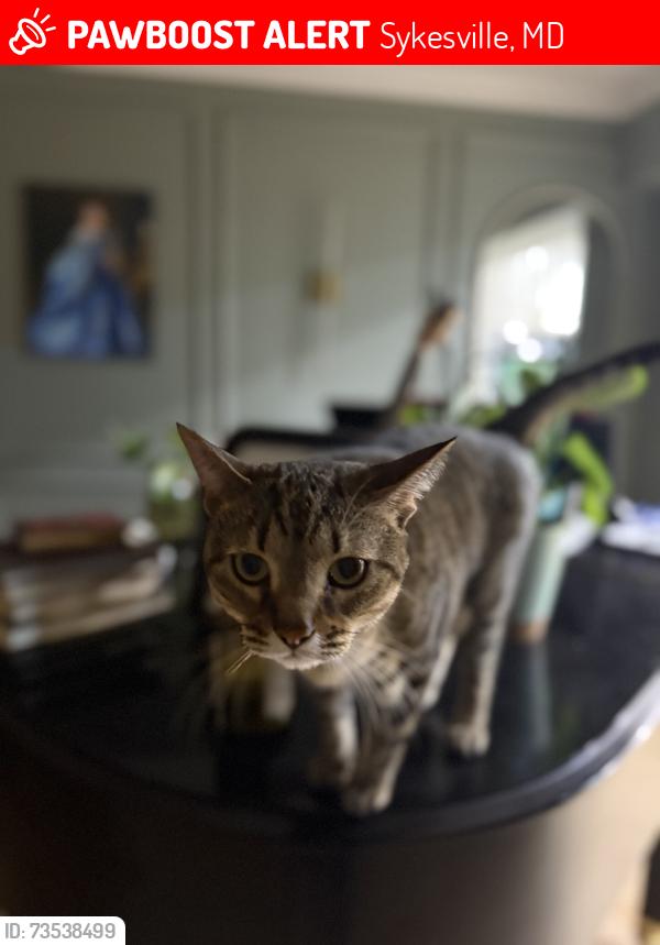Lost Female Cat last seen My backyard that bumps up to jones park, Sykesville, MD 21784