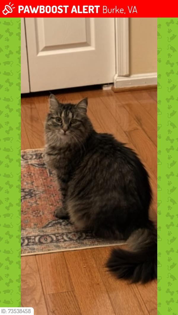 Lost Male Cat last seen Woodview, Burke, VA 22153