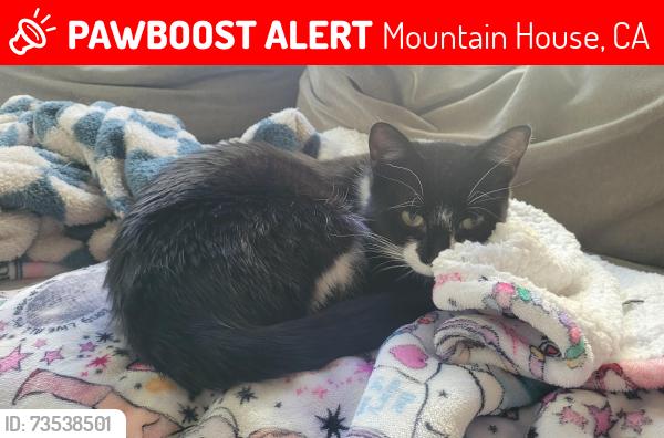 Lost Male Cat last seen Questa Pocket Park, Mountain House, CA 95391