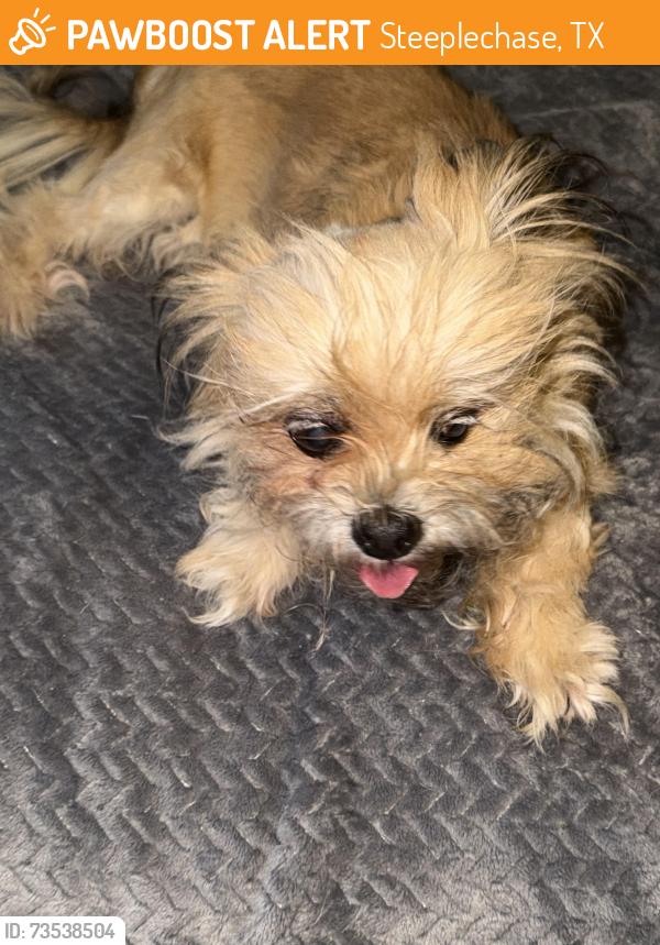 Found/Stray Female Dog last seen Cul de sac on crayford ct, Steeplechase, TX 77065