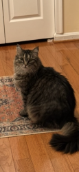Lost Male Cat last seen Woodview, Burke, VA 22153