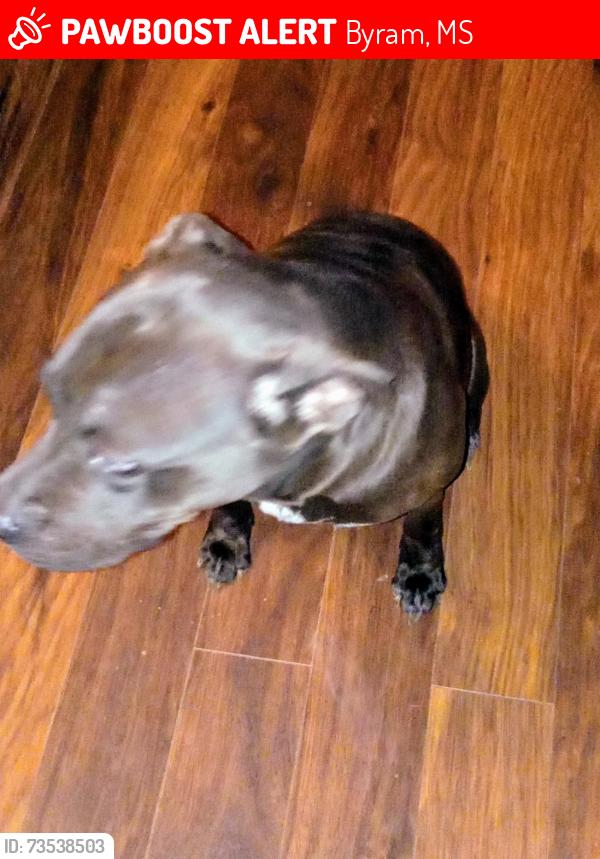 Lost Female Dog last seen Forbes Drive and Lake Dockery, Byram, MS 39272