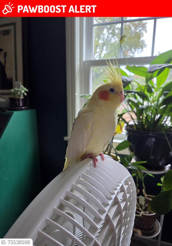 Lost Female Bird last seen Blackridge Rd & Penn Ave, Allegheny County, PA 15235
