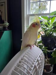 Lost Female Bird last seen Blackridge Rd & Penn Ave, Allegheny County, PA 15235