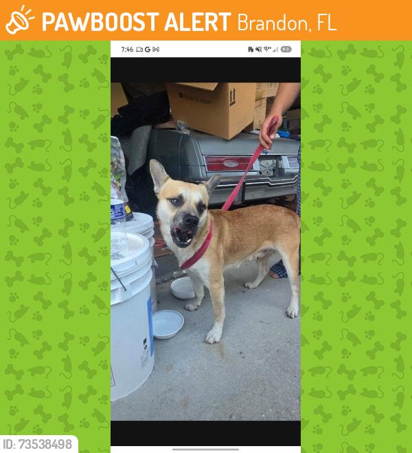 Found/Stray Male Dog last seen Near timber pond drive, Brandon, FL 33510