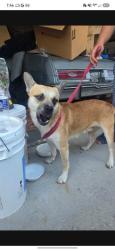 Found/Stray Male Dog last seen Near timber pond drive, Brandon, FL 33510