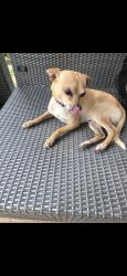 Lost Male Dog last seen Independence next to basketball, San Antonio, TX 78233