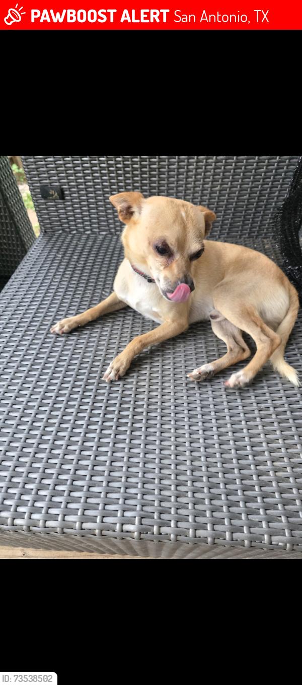 Lost Male Dog last seen Independence next to basketball, San Antonio, TX 78233