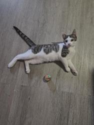 Reunited Male Cat last seen Home, Philadelphia, PA 19137