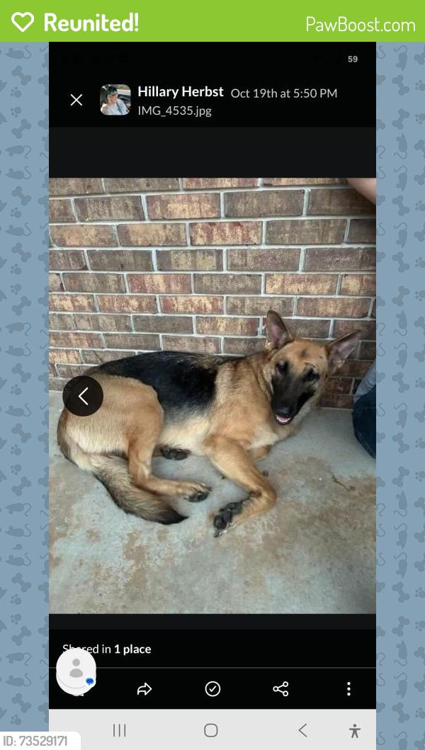 Reunited Female Dog last seen Overlook Rd, Mobile, AL 36618