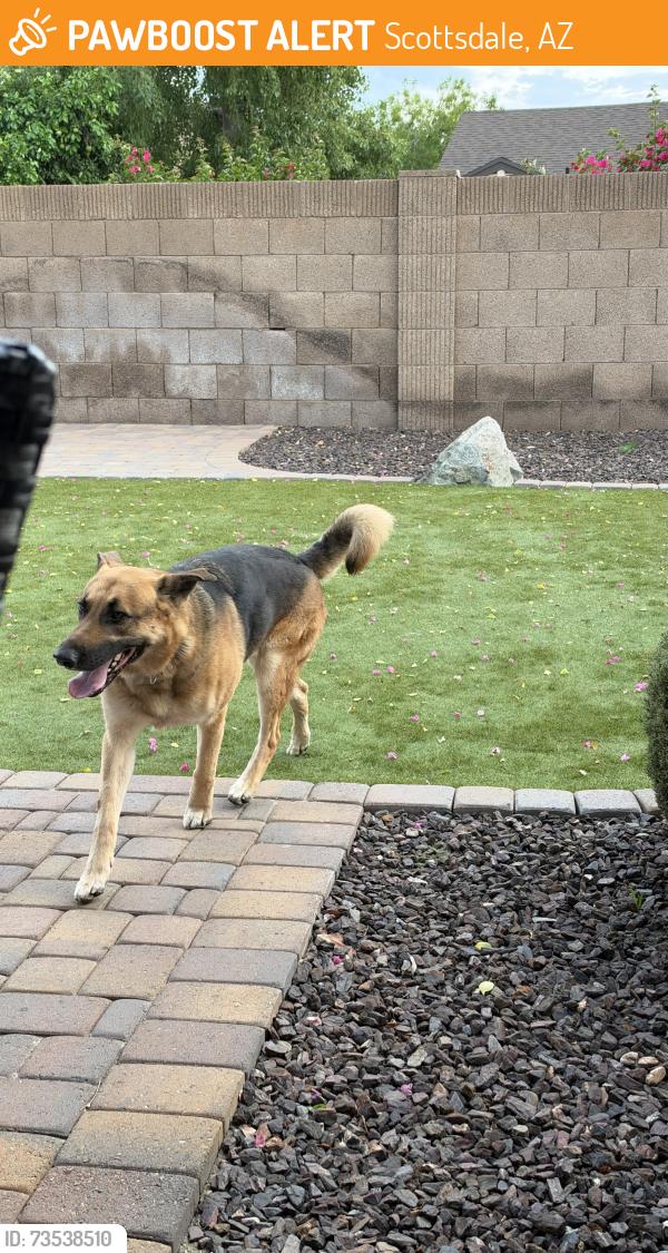 Found/Stray Male Dog last seen 64th St & greenway, Scottsdale, AZ 85254