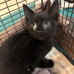 Shelter Stray Male Cat last seen , 361 S Raymond Ave, Pasadena, CA 91105, USA