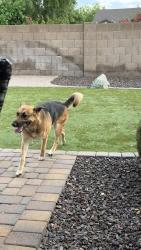 Found/Stray Male Dog last seen 64th St & greenway, Scottsdale, AZ 85254